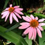 Echinacea purpurea Kim's Knee High